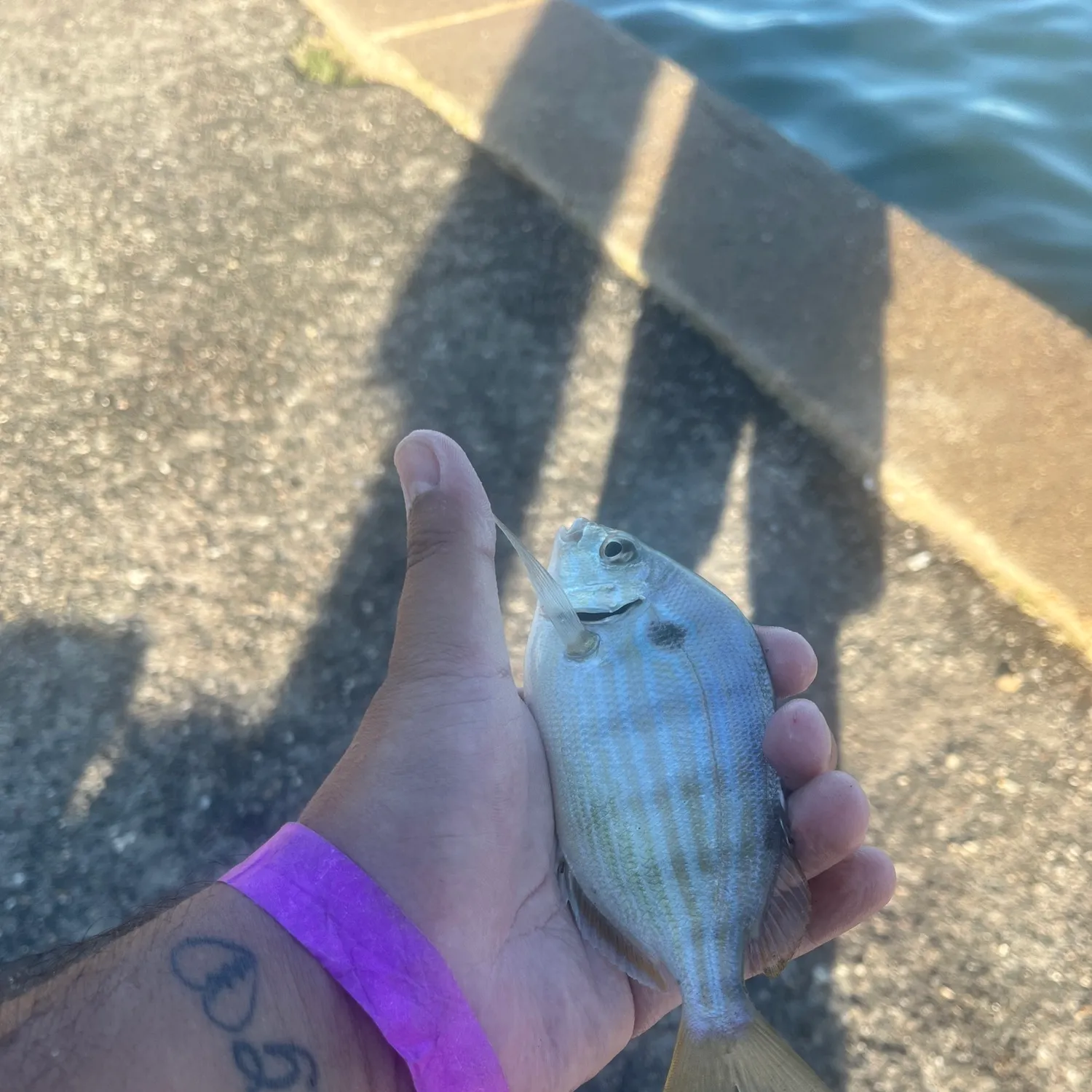 Pinfish caught on Fishbrain
