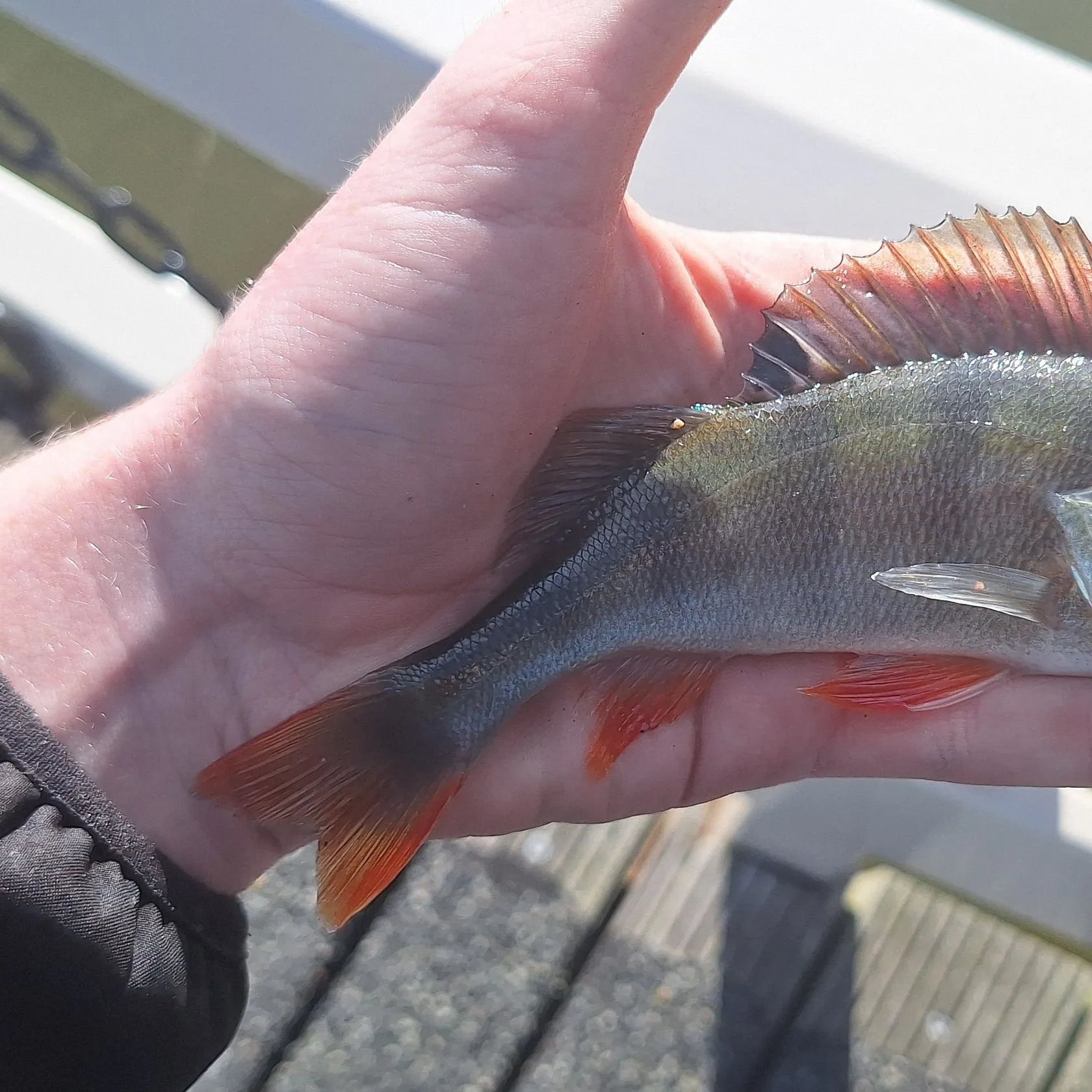 European perch caught on Fishbrain