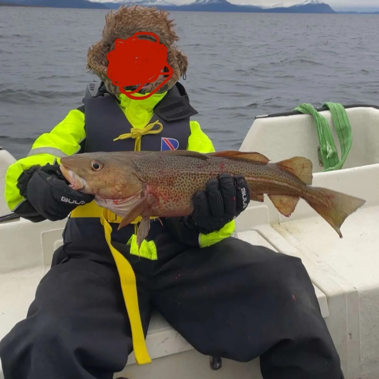The most recent Atlantic cod catches on Fishbrain