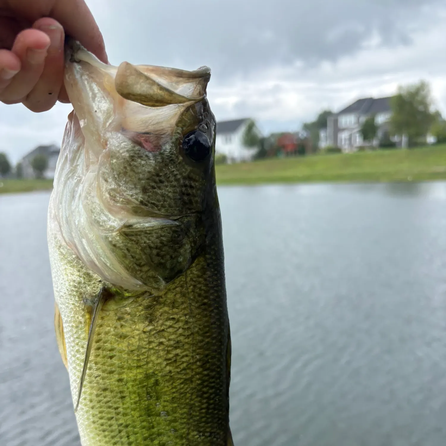 The most recent Spotted bass catches on Fishbrain