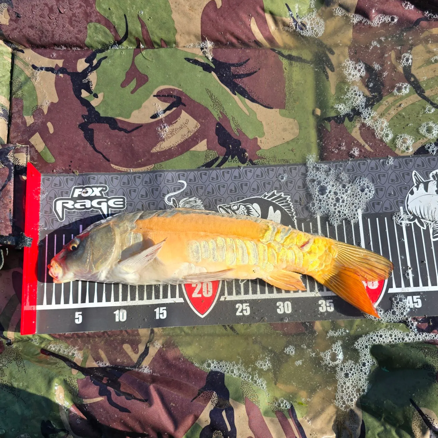 The most recent Koi x common carp catches on Fishbrain