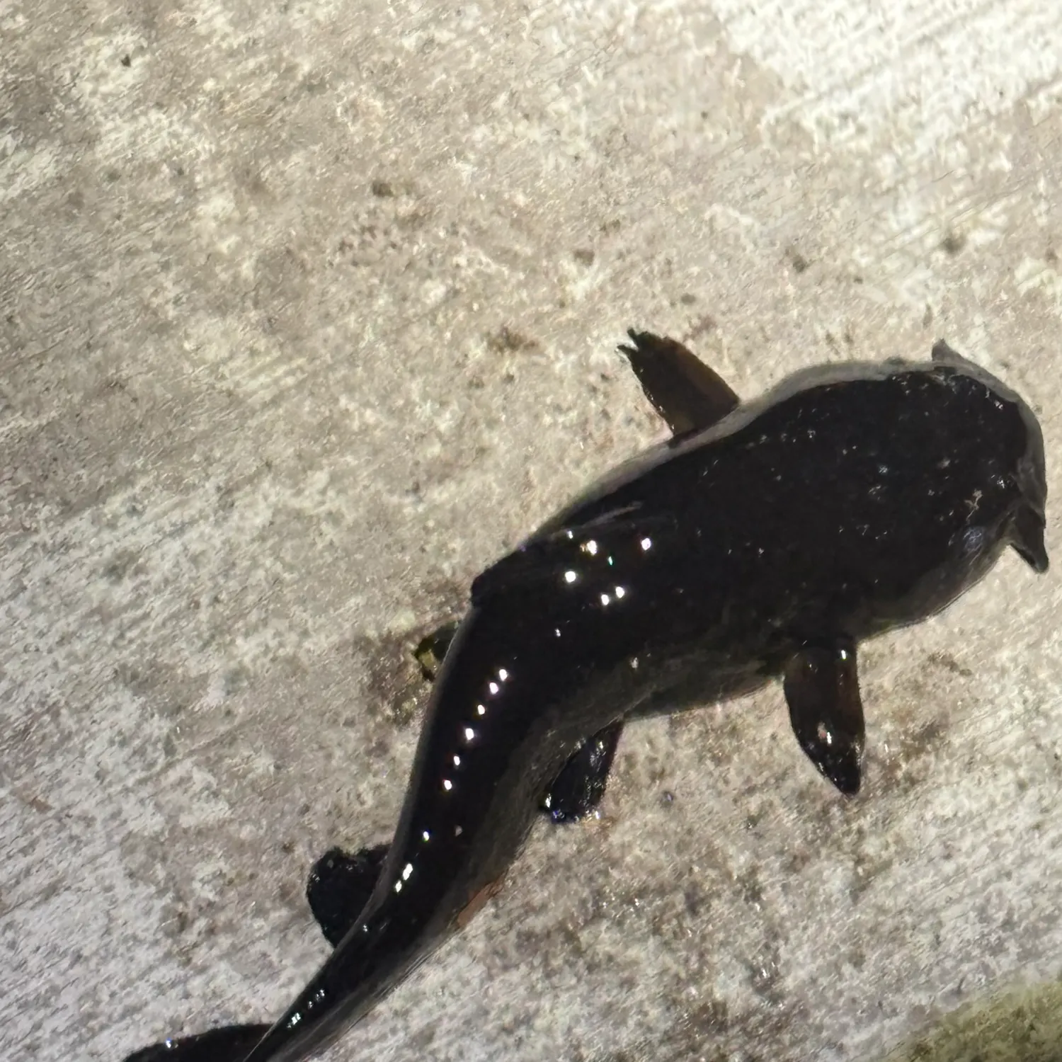Yellow bullhead caught on Fishbrain