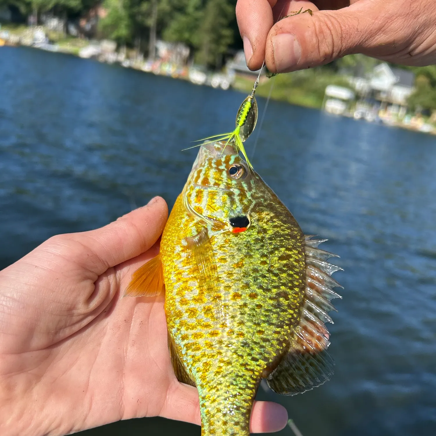 Pumpkinseed caught on Fishbrain