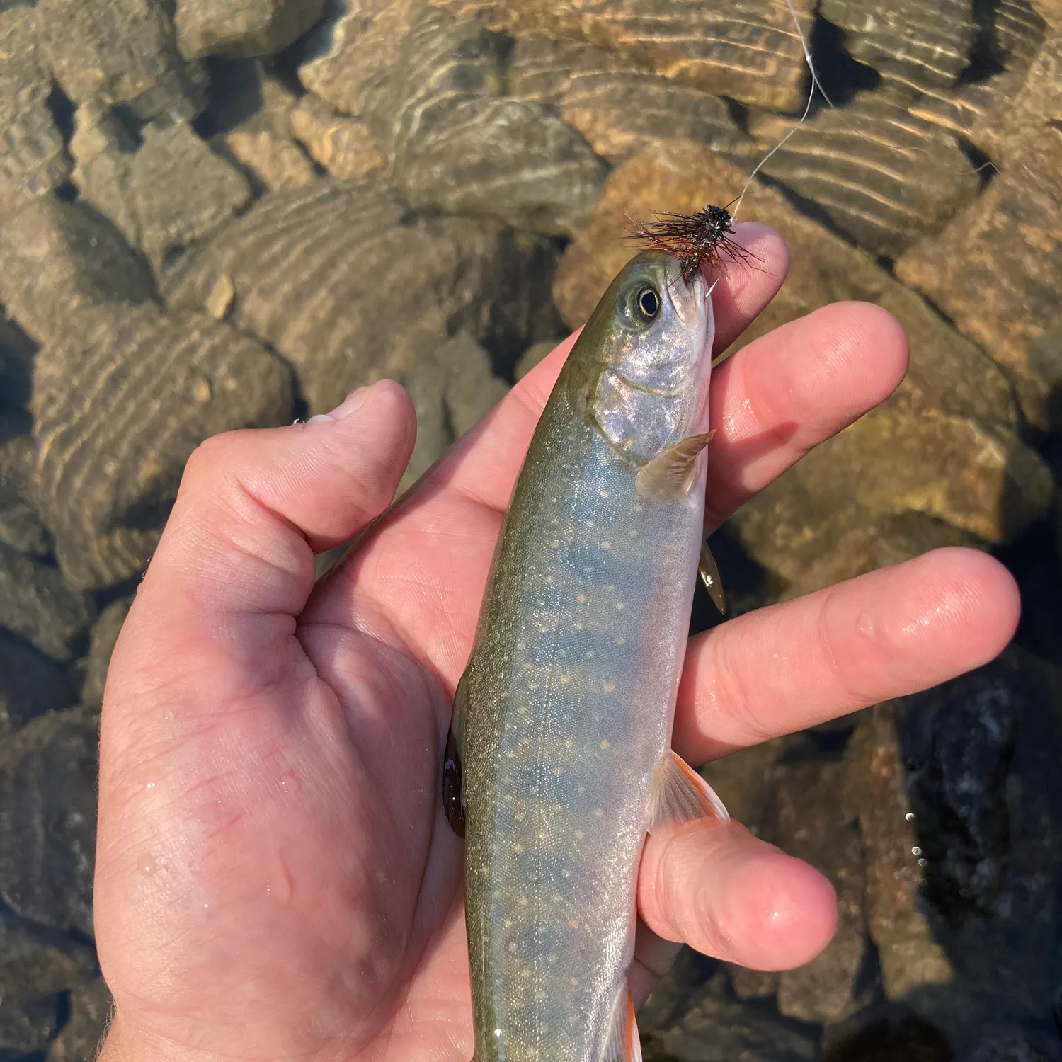 The most recent Dolly varden catches on Fishbrain
