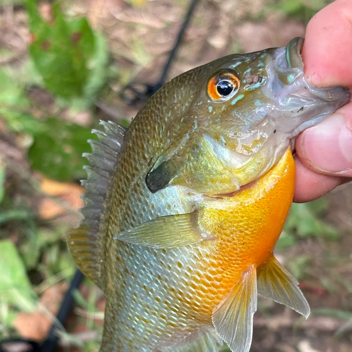Redbreast sunfish caught on Fishbrain