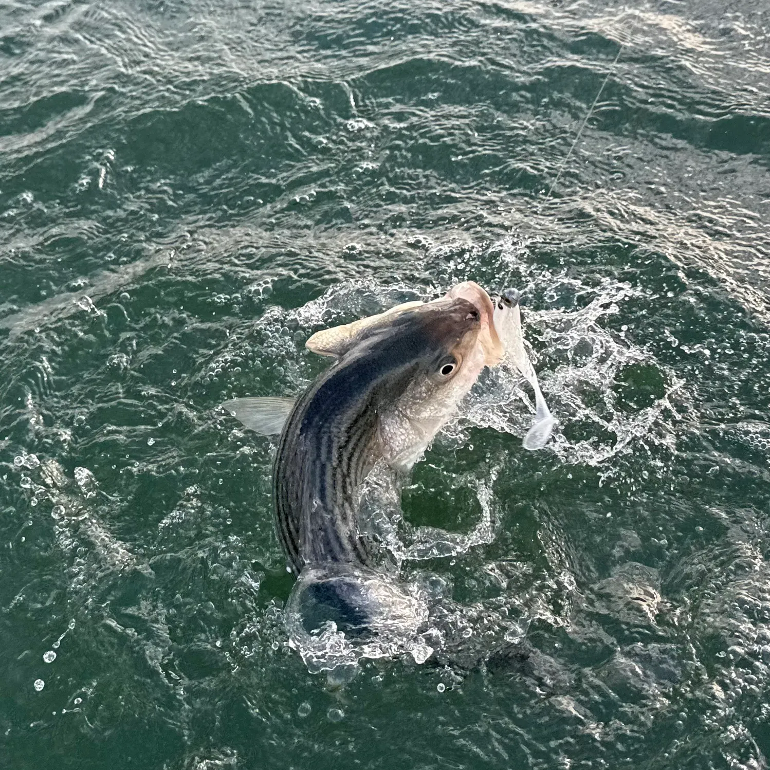Striped bass caught on Fishbrain