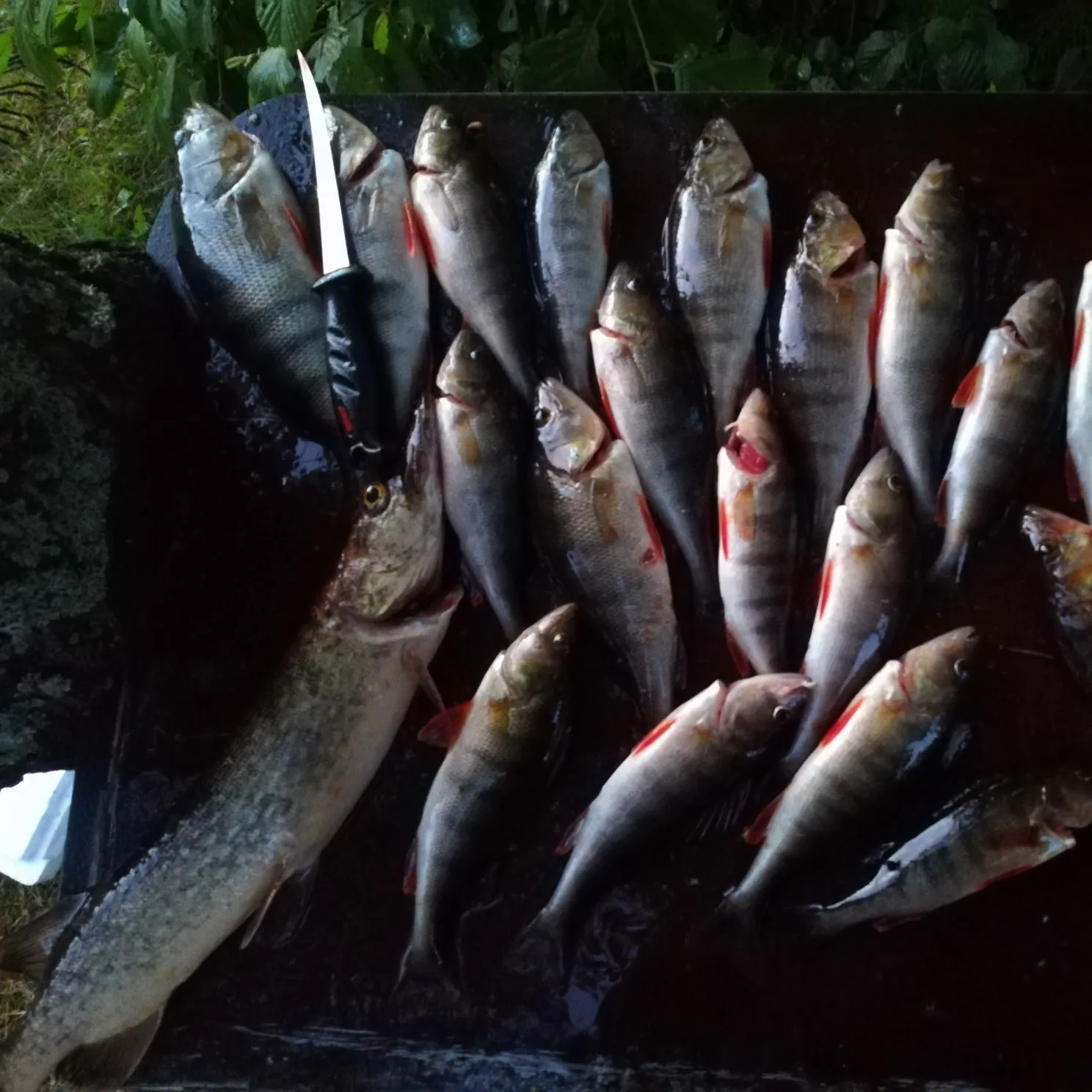 recently logged catches