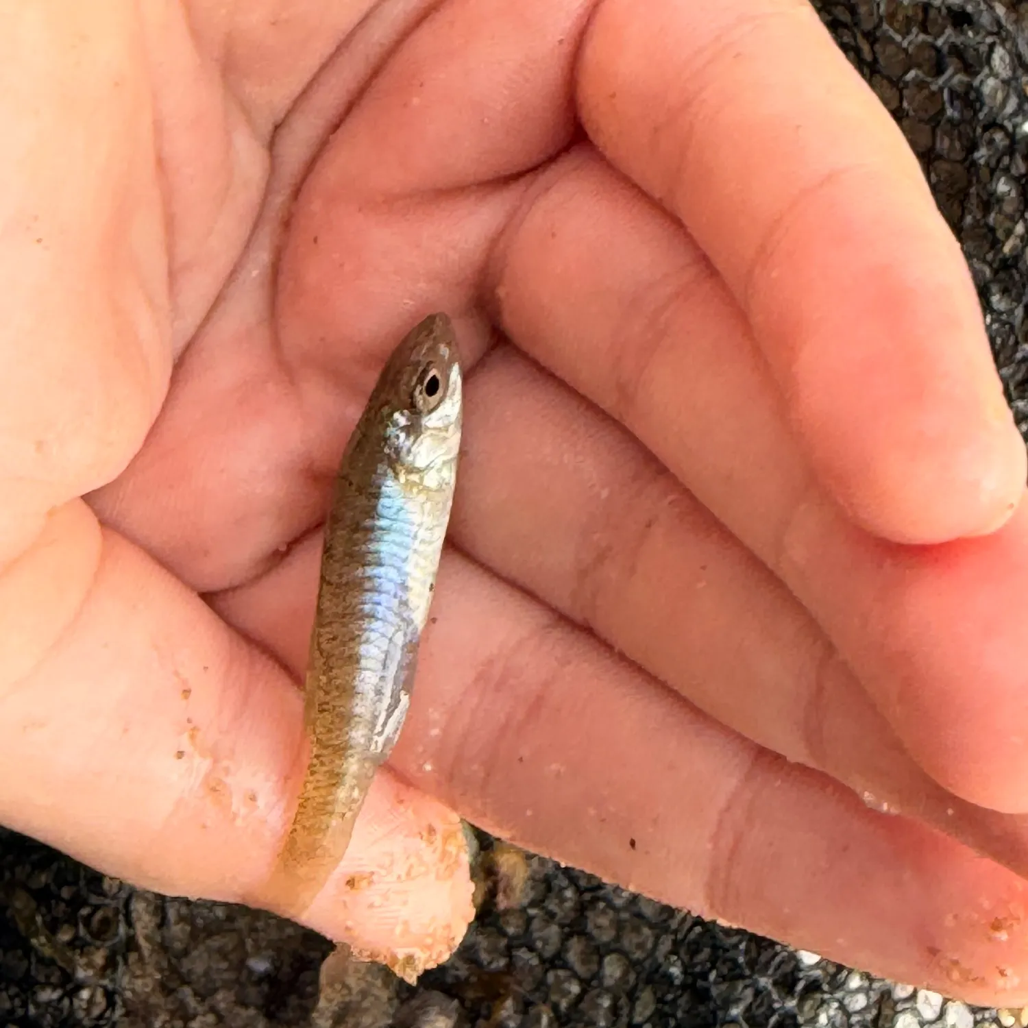 Banded killifish caught on Fishbrain