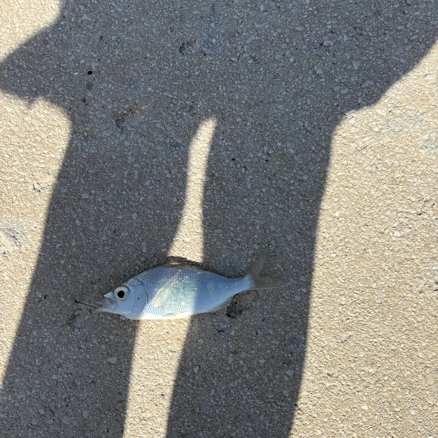 Striped mojarra caught on Fishbrain
