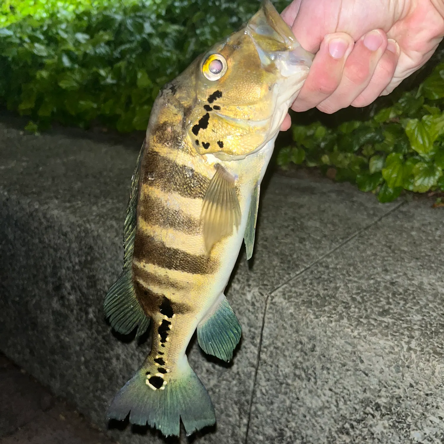 The most recent Blue peacock bass catches on Fishbrain