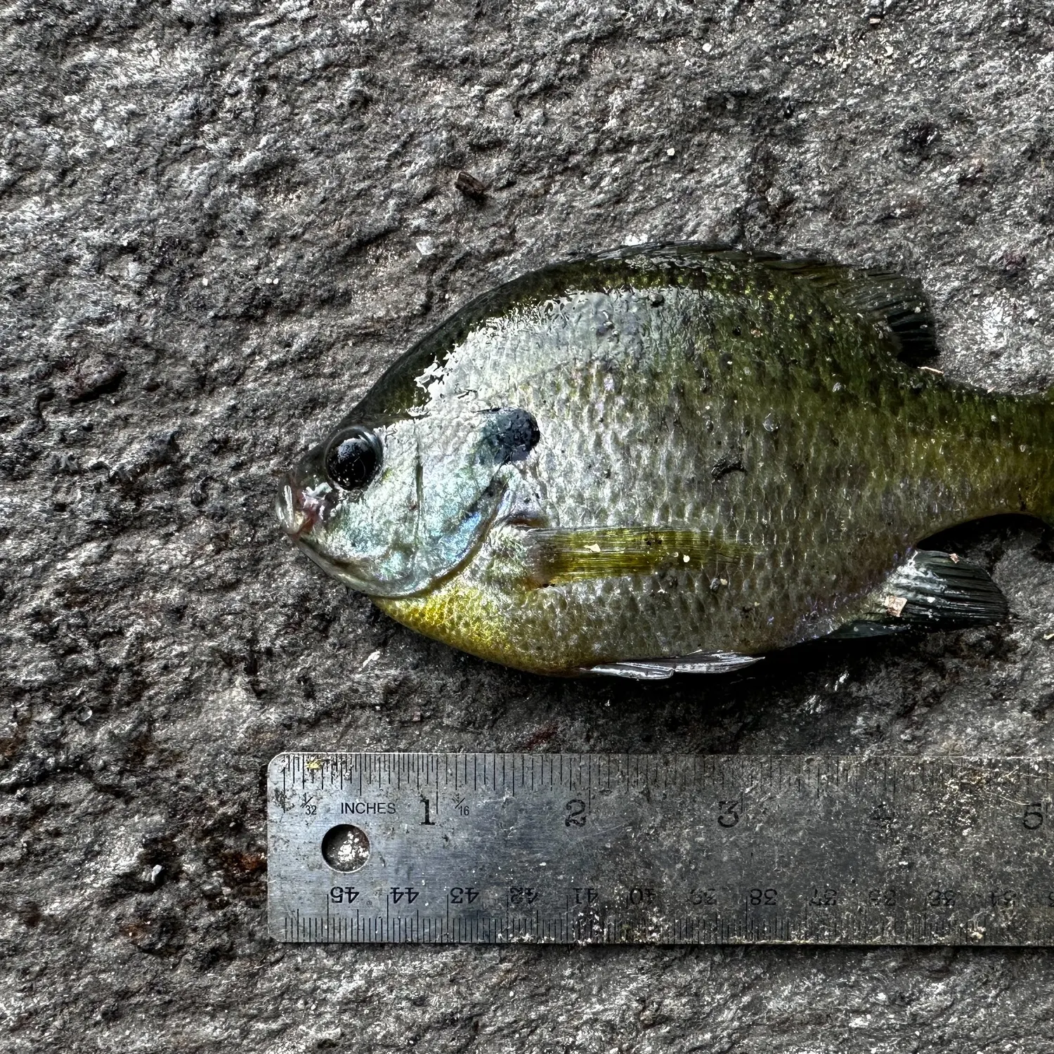 Bluegill caught on Fishbrain