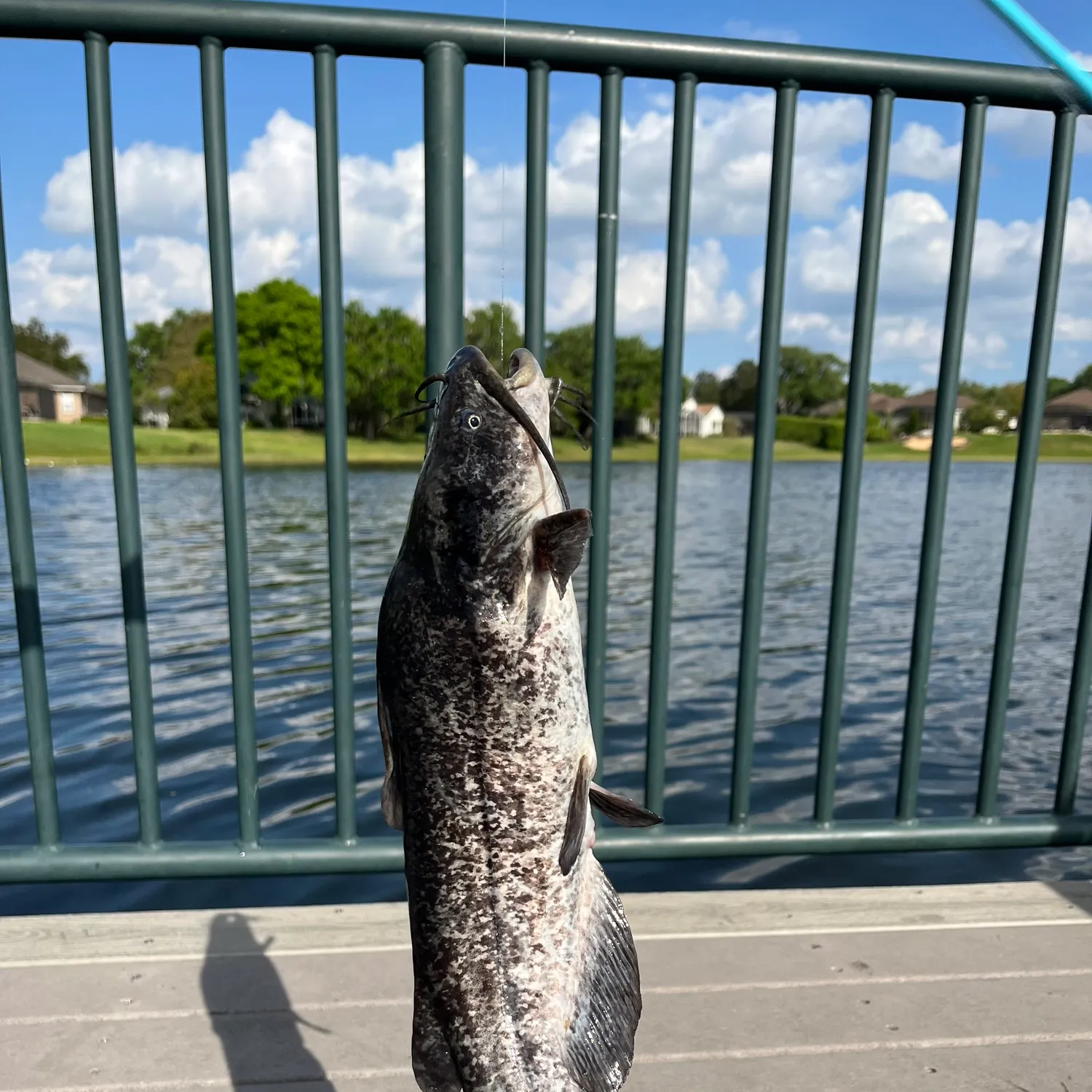 The most popular recent Spotted bullhead catch on Fishbrain