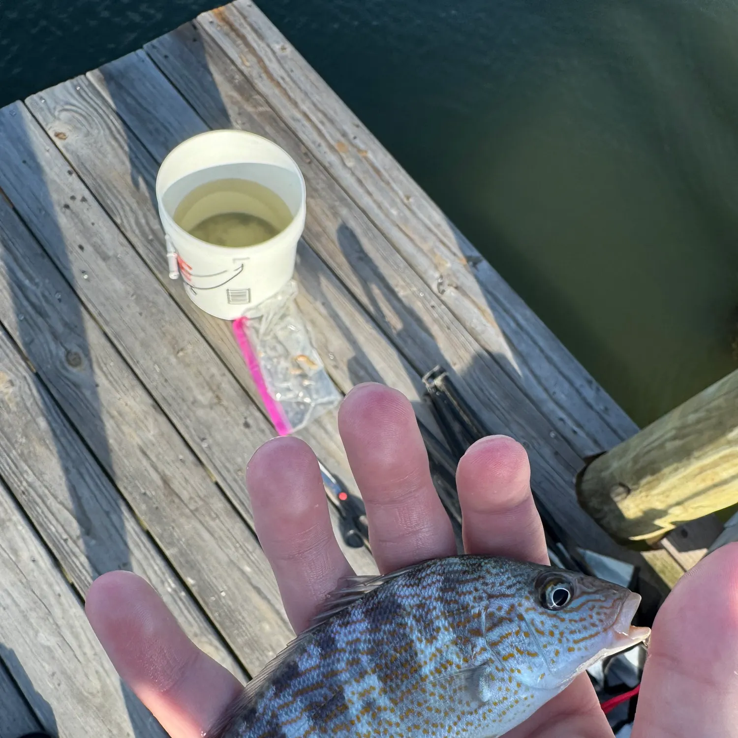 The most recent Pigfish catches on Fishbrain