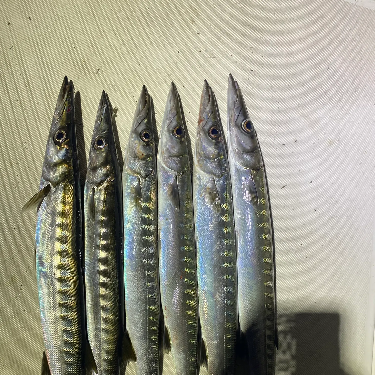 Pacific barracuda caught on Fishbrain