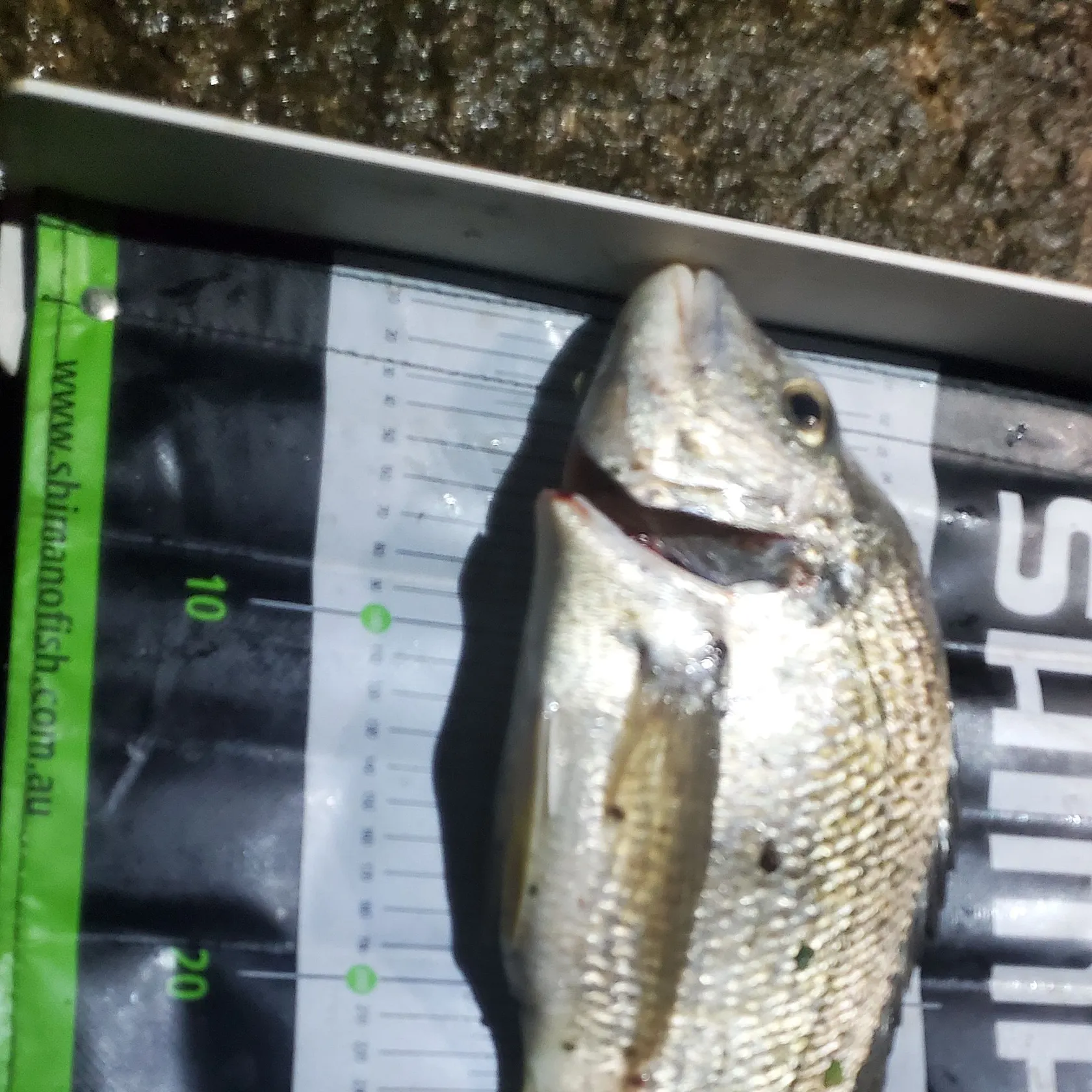 Surf bream caught on Fishbrain