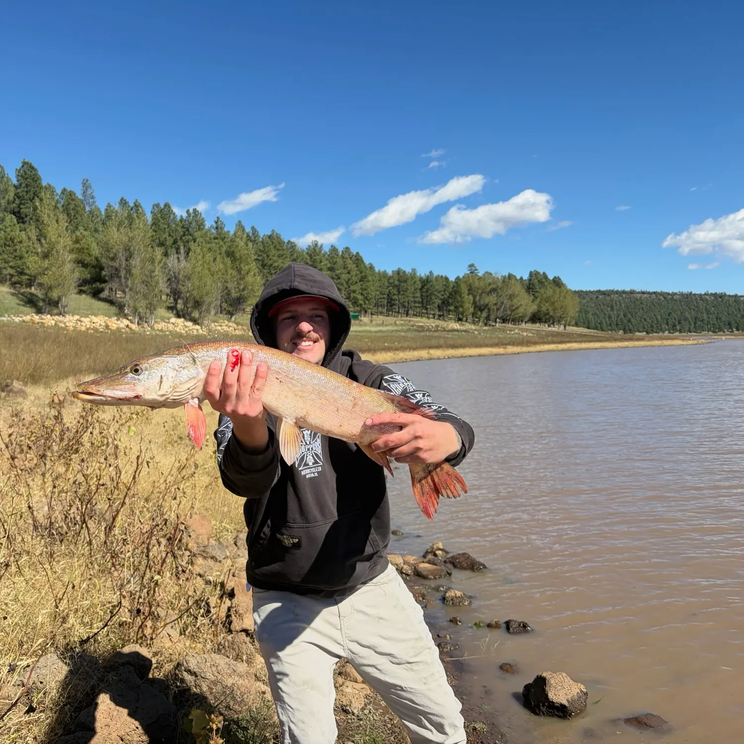Northern pike caught on Fishbrain