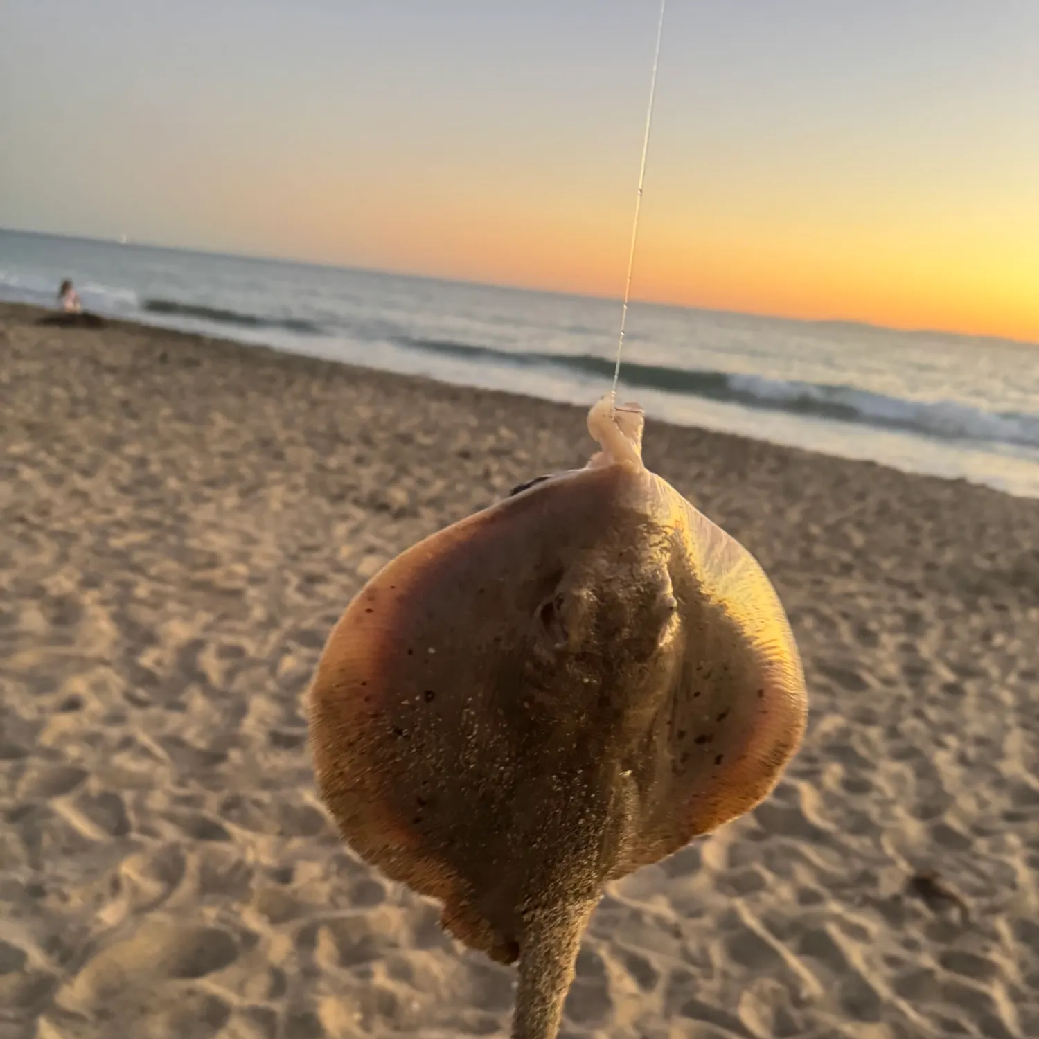 The most recent Haller's round ray catches on Fishbrain