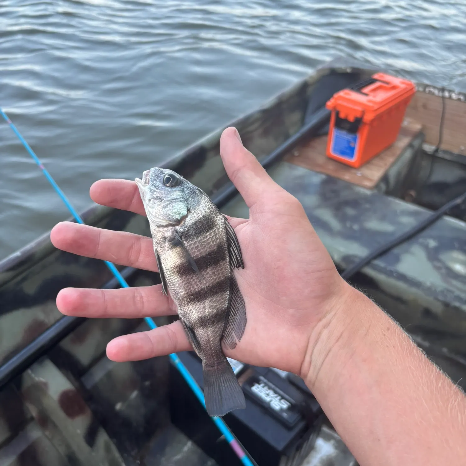 Black drum caught on Fishbrain
