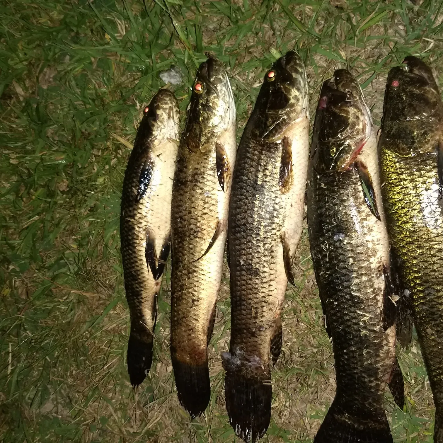 recently logged catches