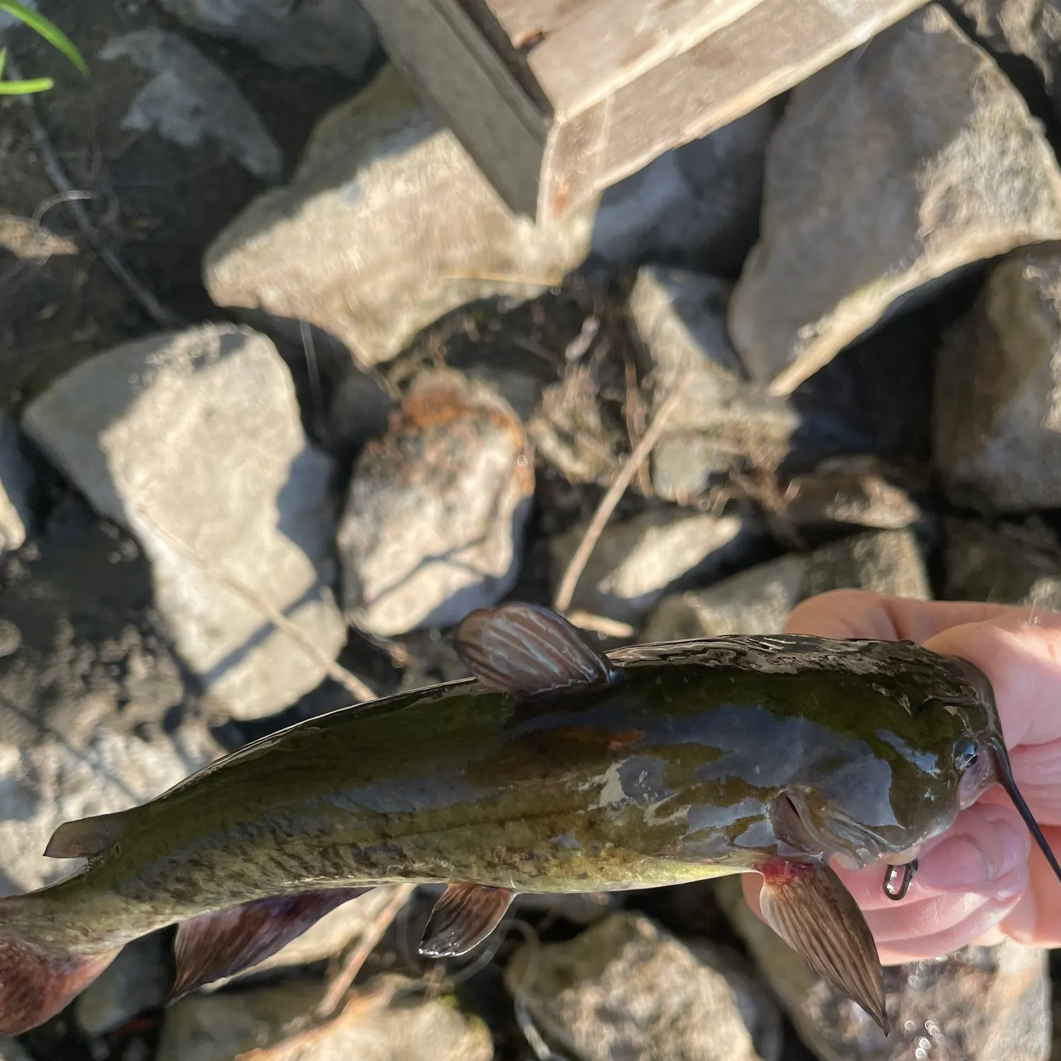 Yellow bullhead caught on Fishbrain