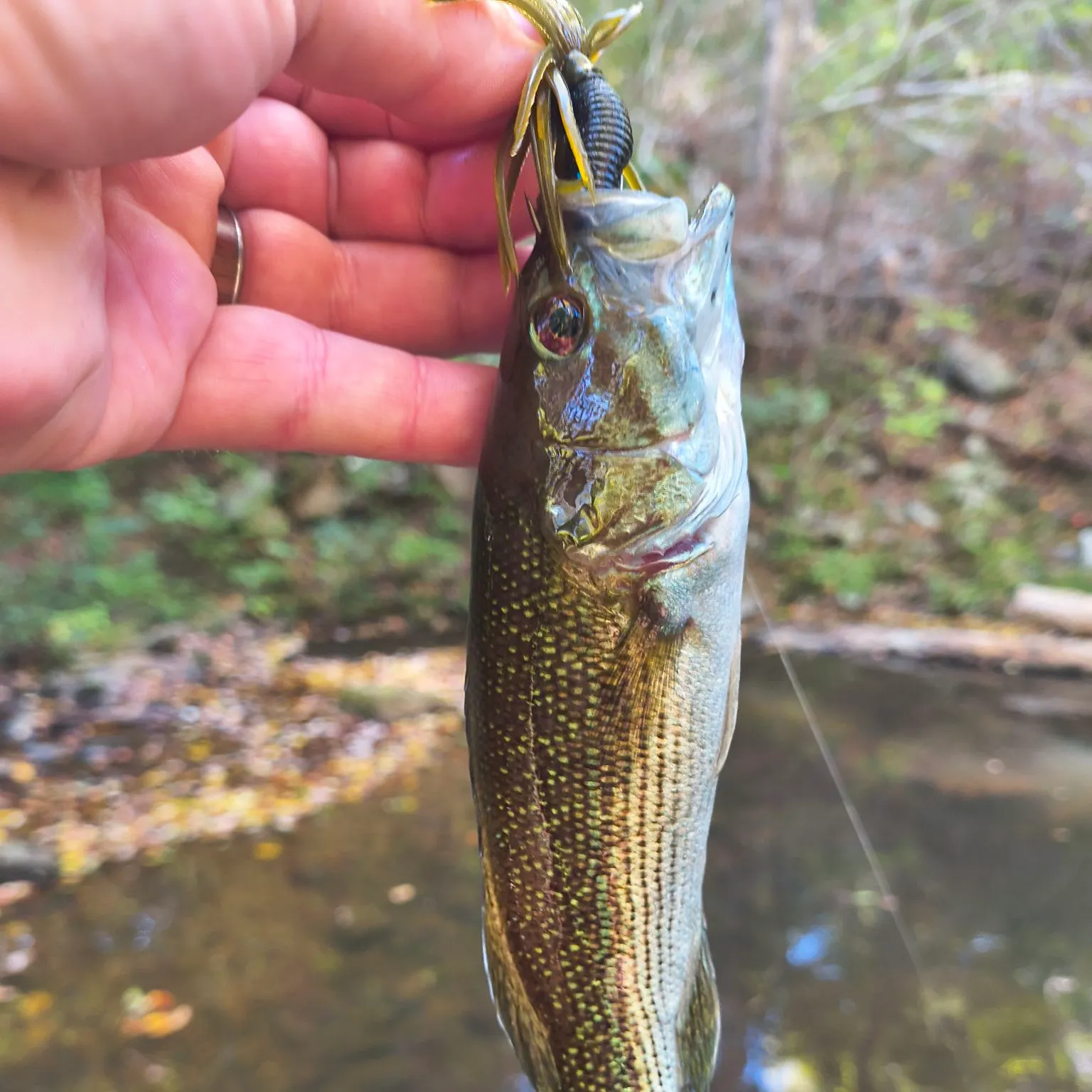Redeye bass caught on Fishbrain
