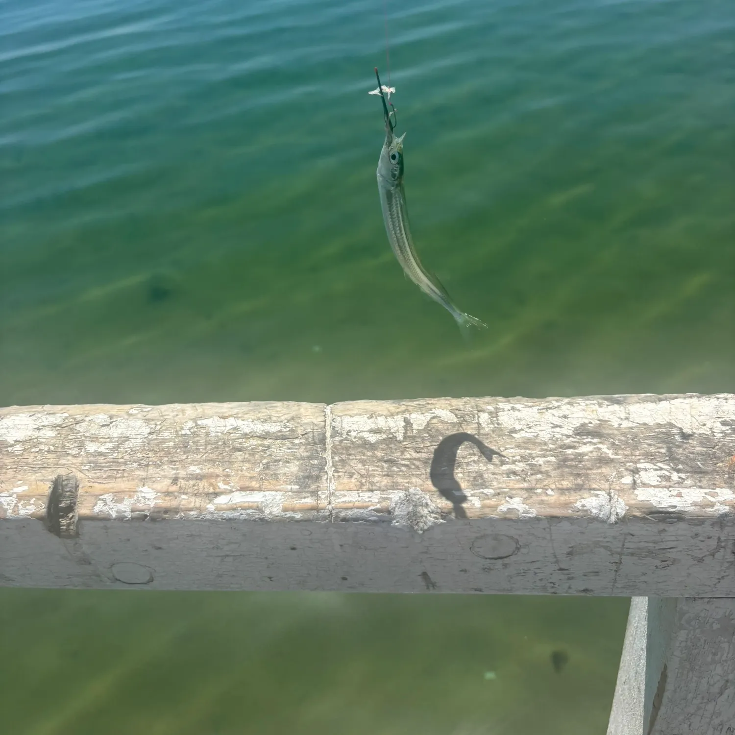 The most recent Southern garfish catches on Fishbrain