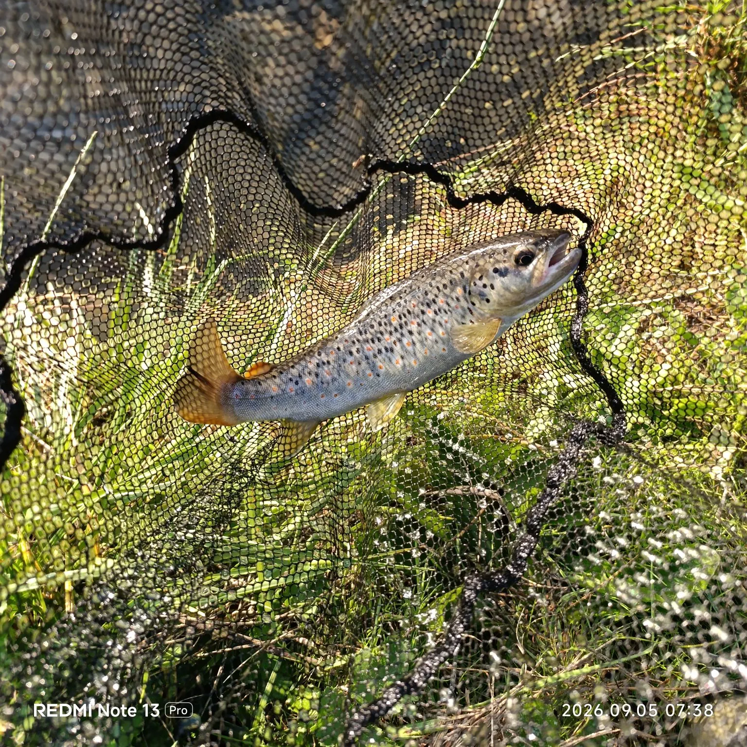 Brown trout caught on Fishbrain