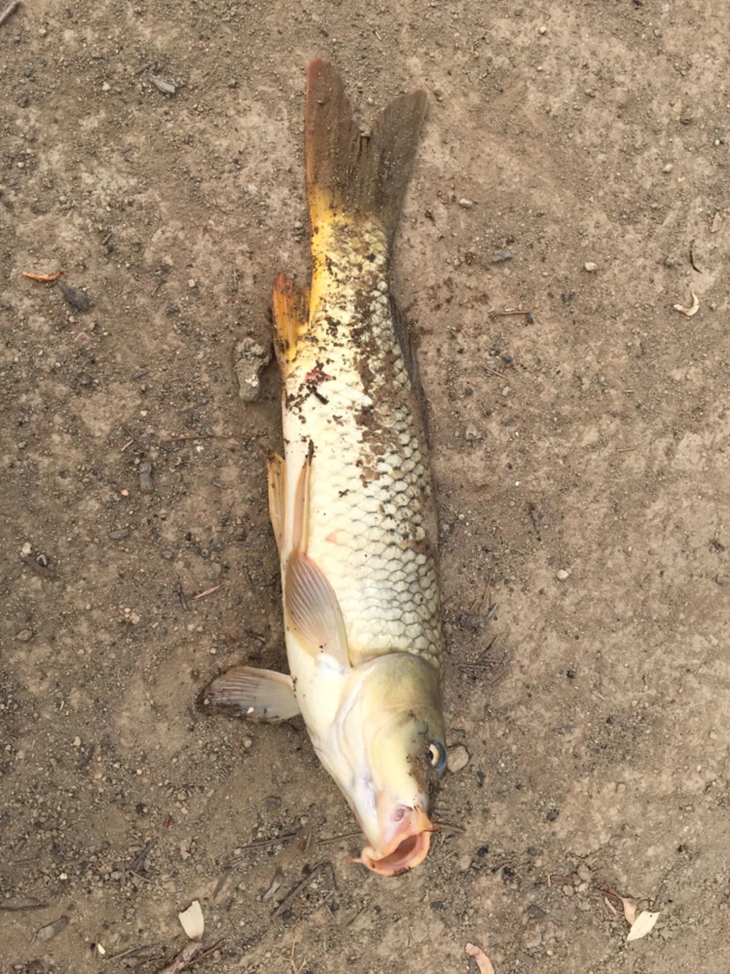 Post image from tziday5018