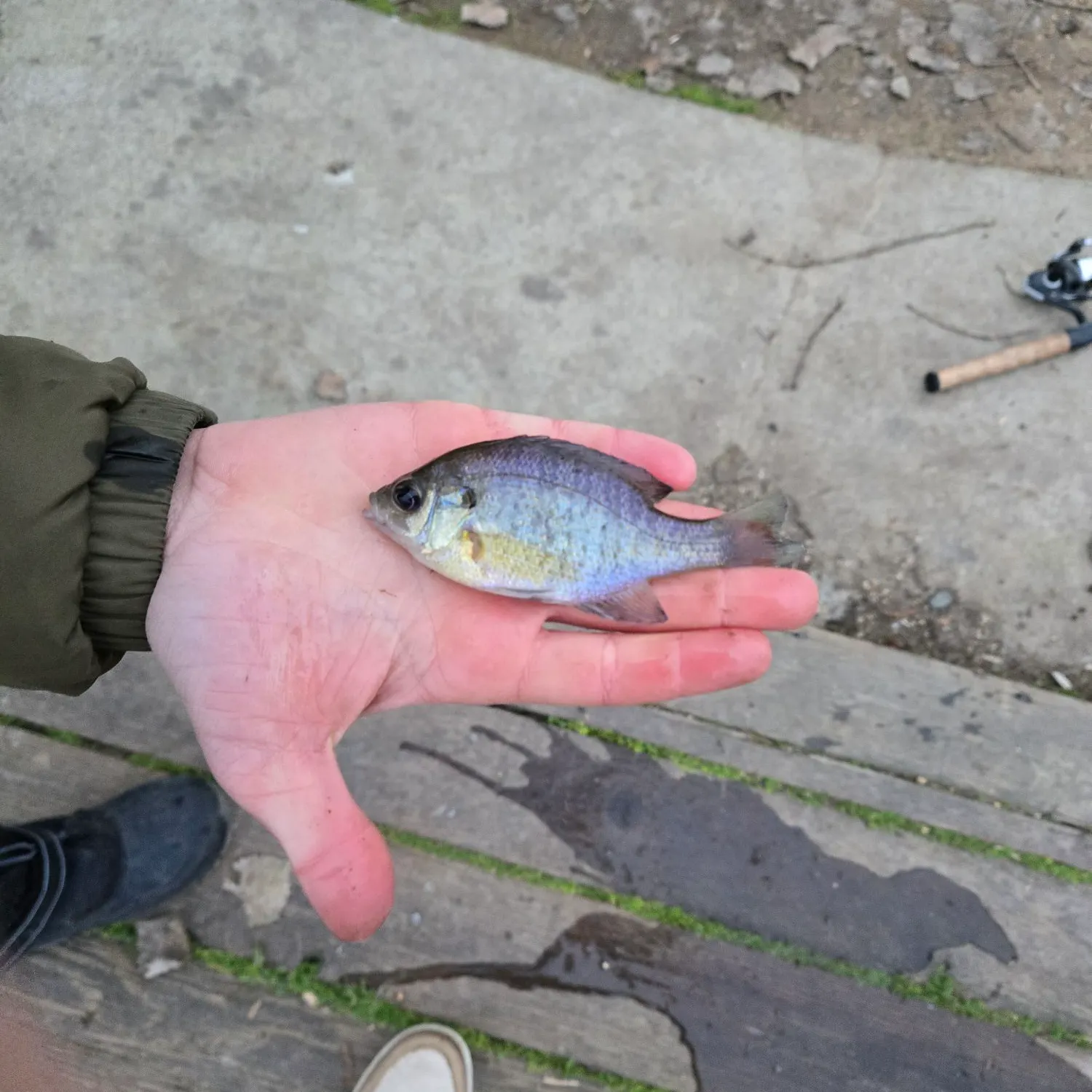 The most recent Bluegill catches on Fishbrain