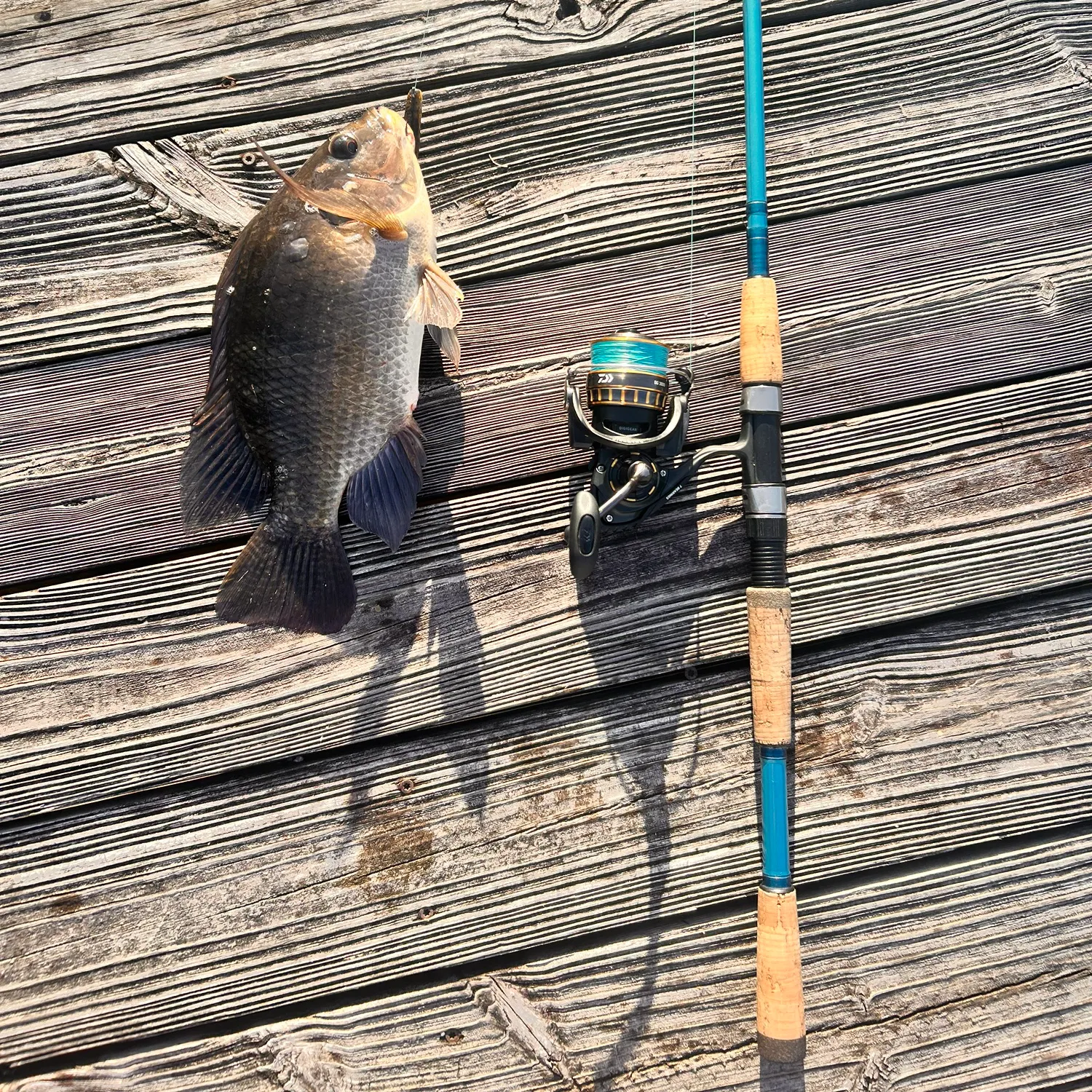 recently logged catches