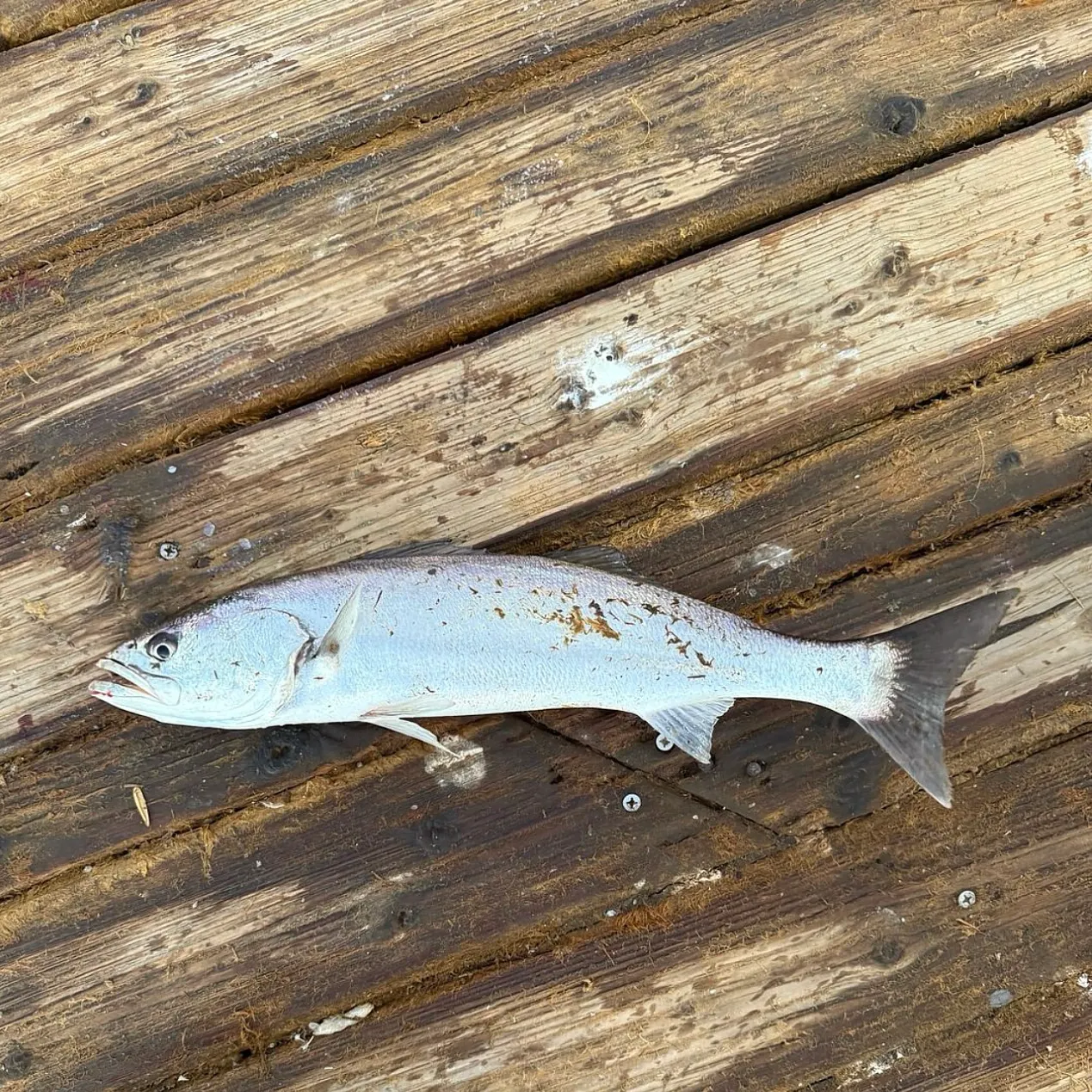 The most recent Shortfin corvina catches on Fishbrain