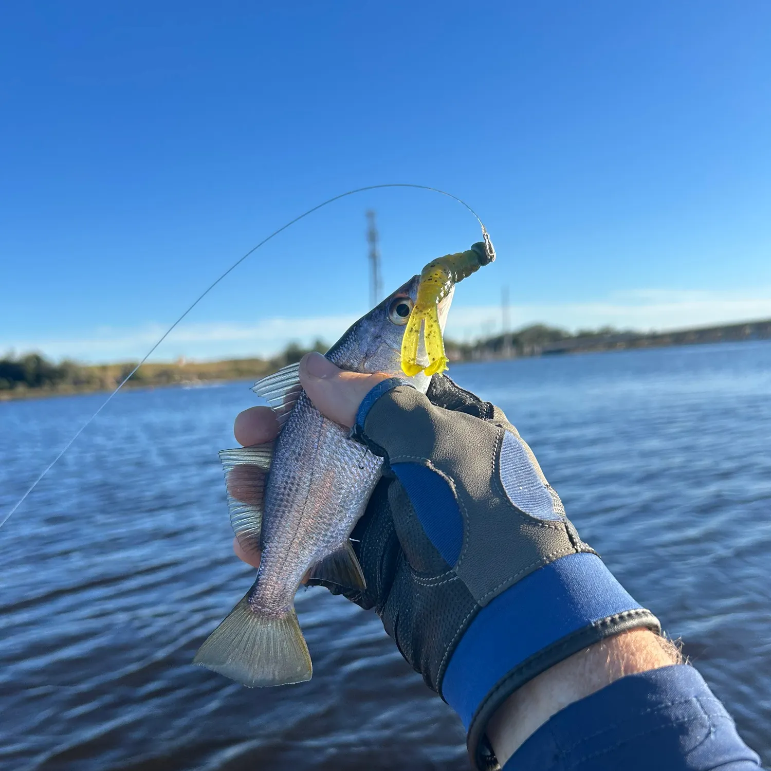 The most recent Silver perch catches on Fishbrain