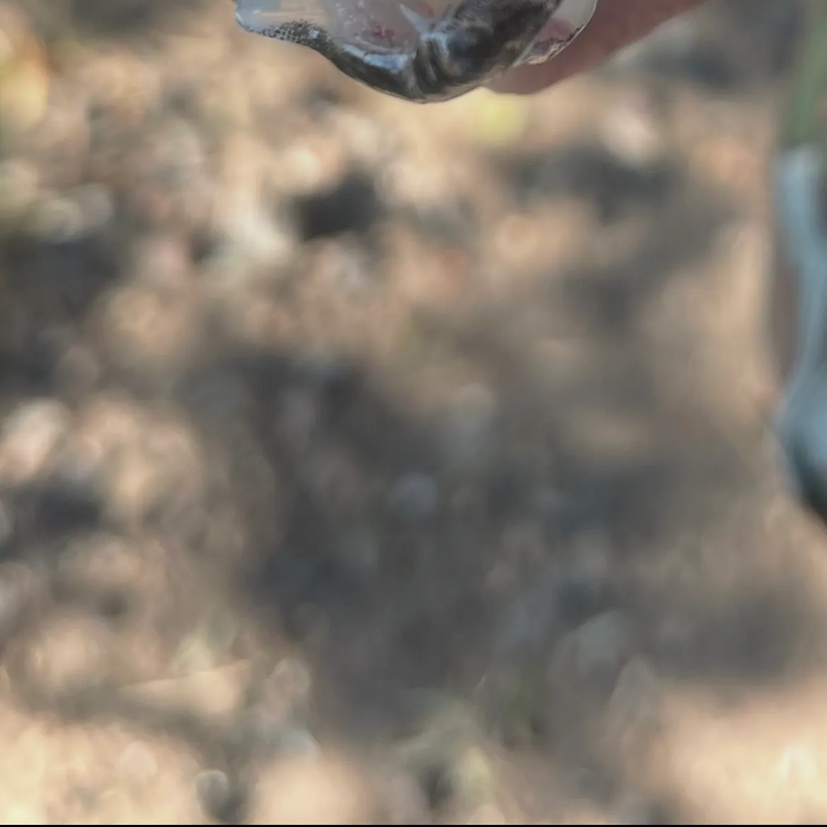 The most recent Saugeye catches on Fishbrain