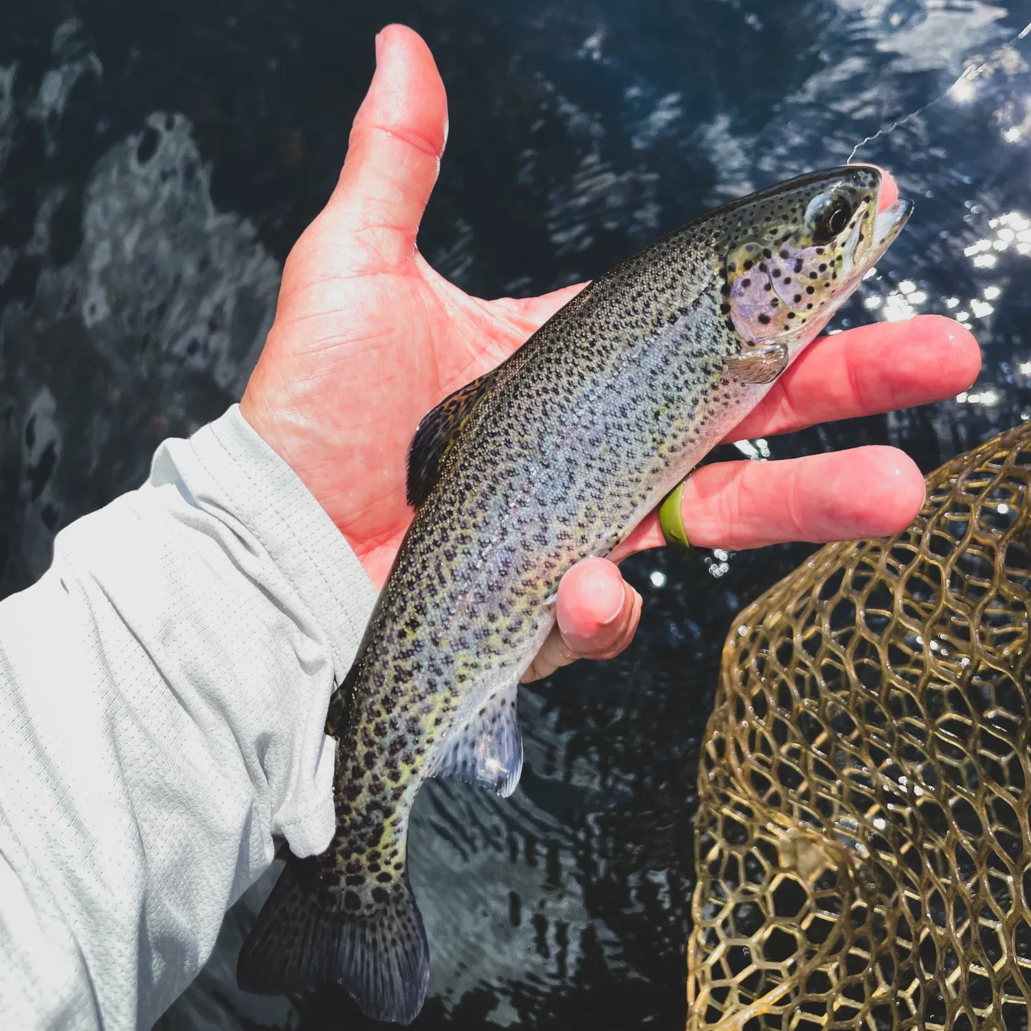 Rainbow trout caught on Fishbrain