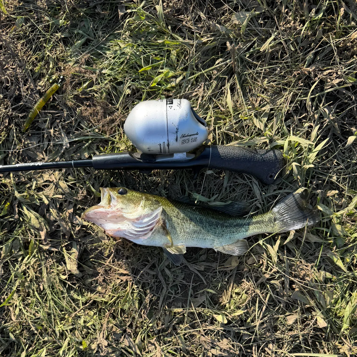 Largemouth bass caught on Fishbrain