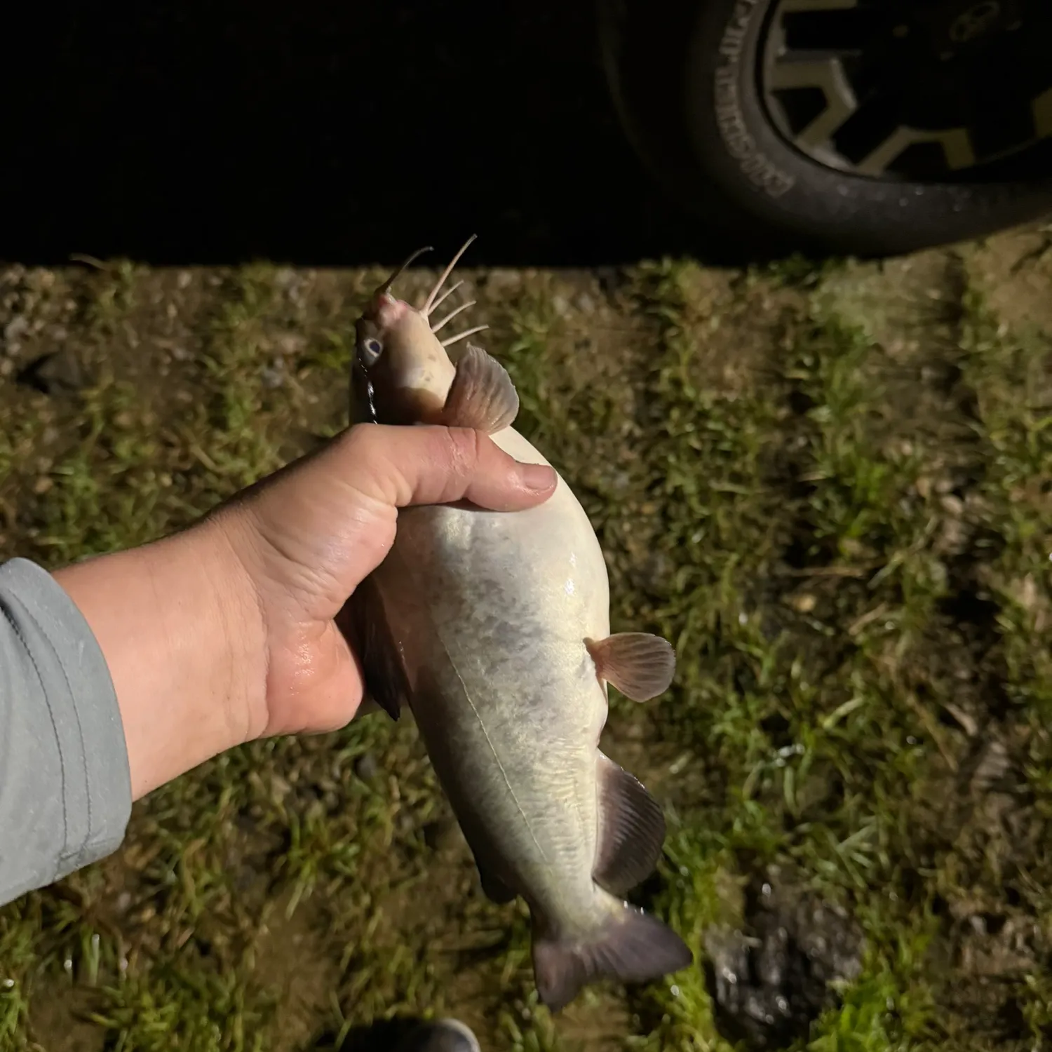 The most recent White bullhead catches on Fishbrain