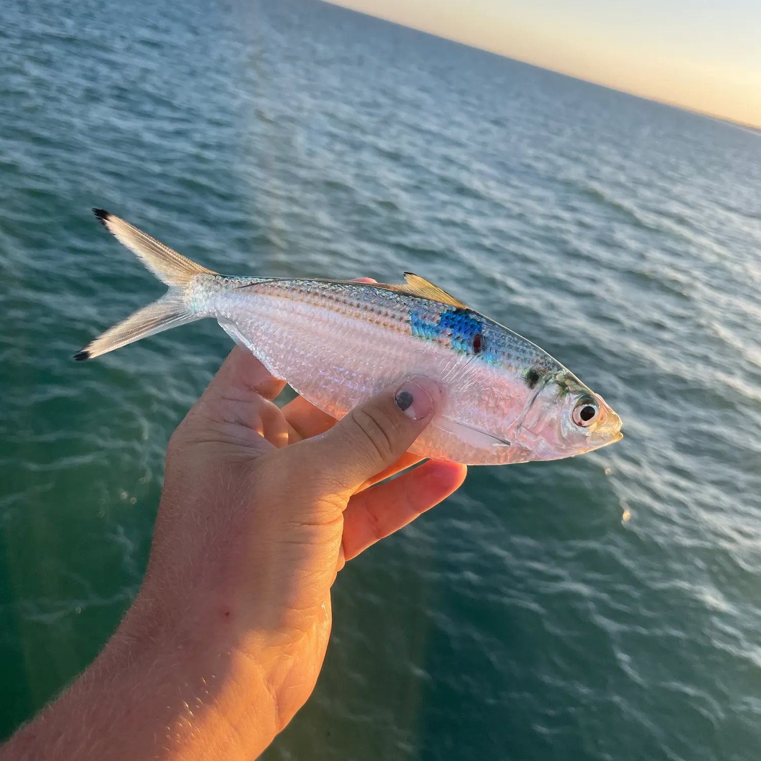 The most recent American shad catches on Fishbrain