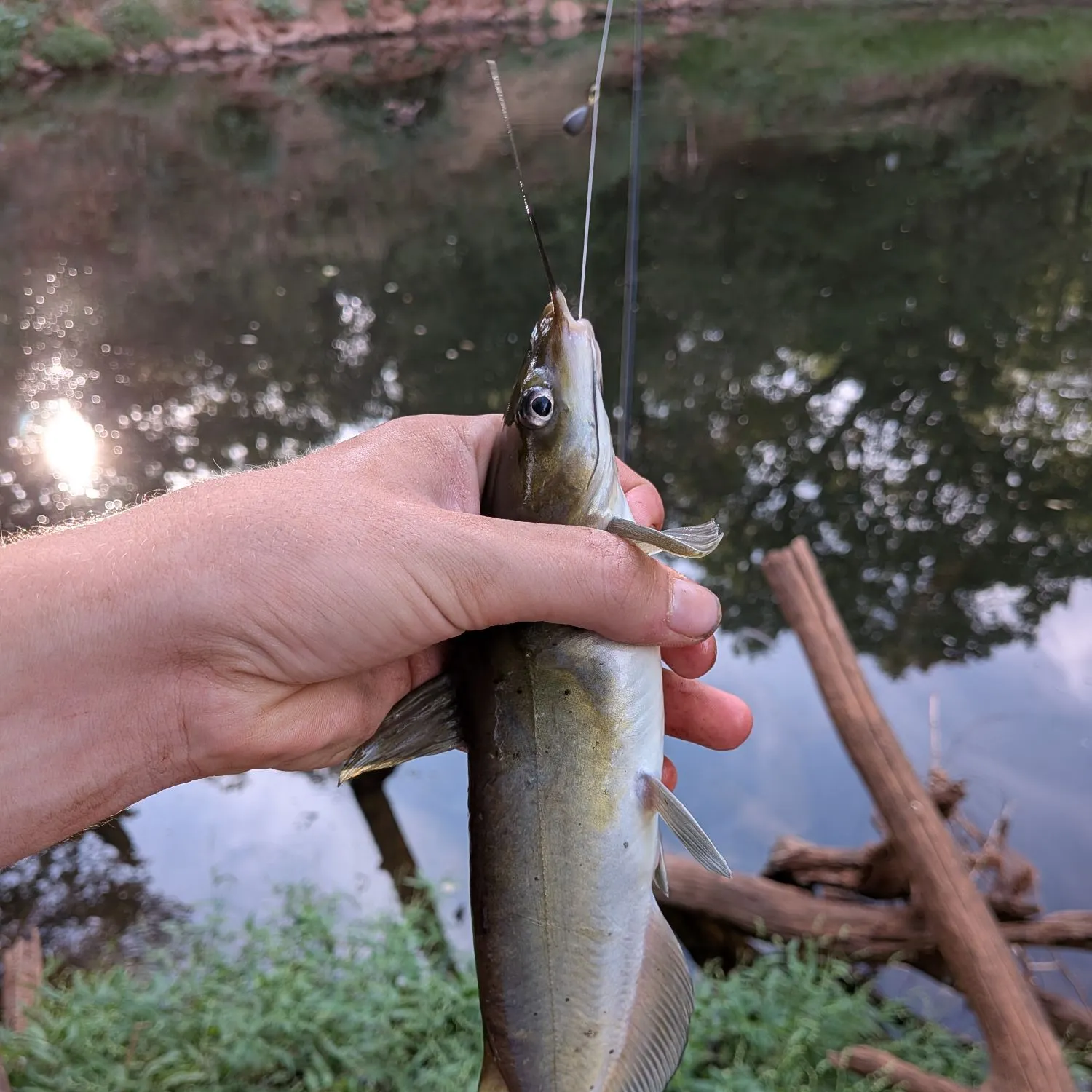Channel catfish caught on Fishbrain