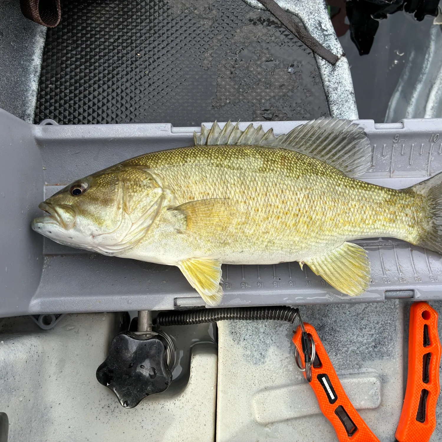 Smallmouth bass caught on Fishbrain