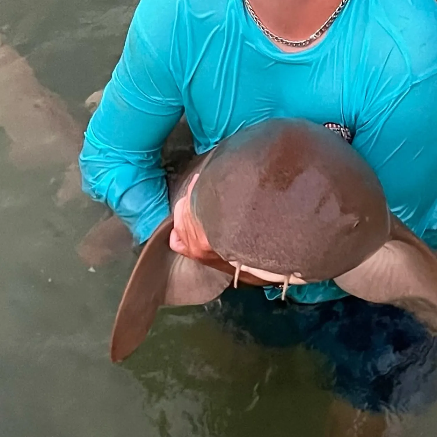 The most popular recent Nurse shark catch on Fishbrain