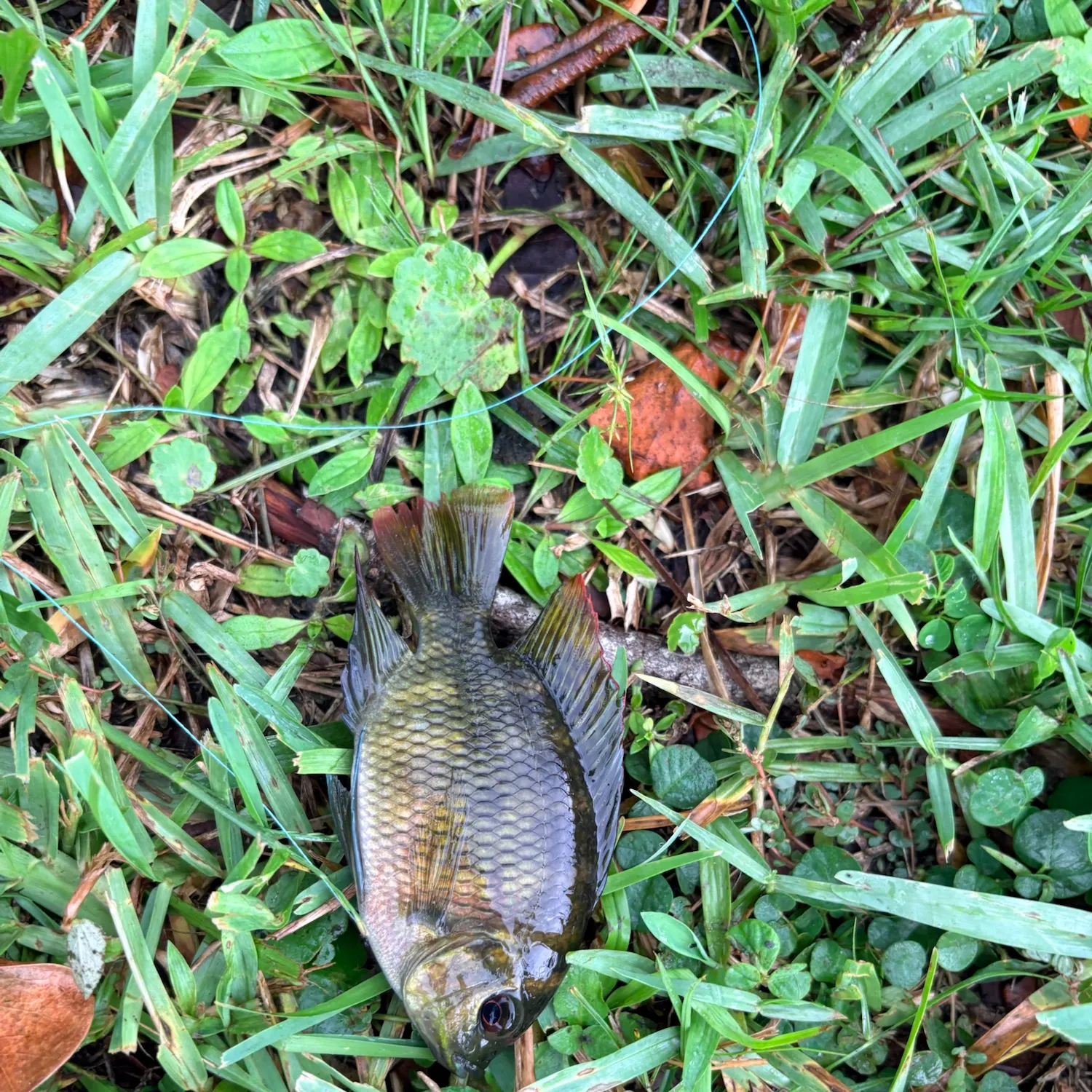 Spotted tilapia caught on Fishbrain