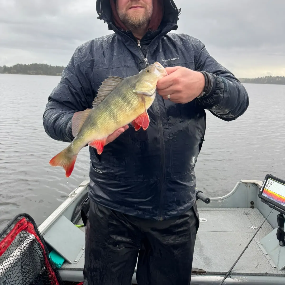 European perch caught on Fishbrain