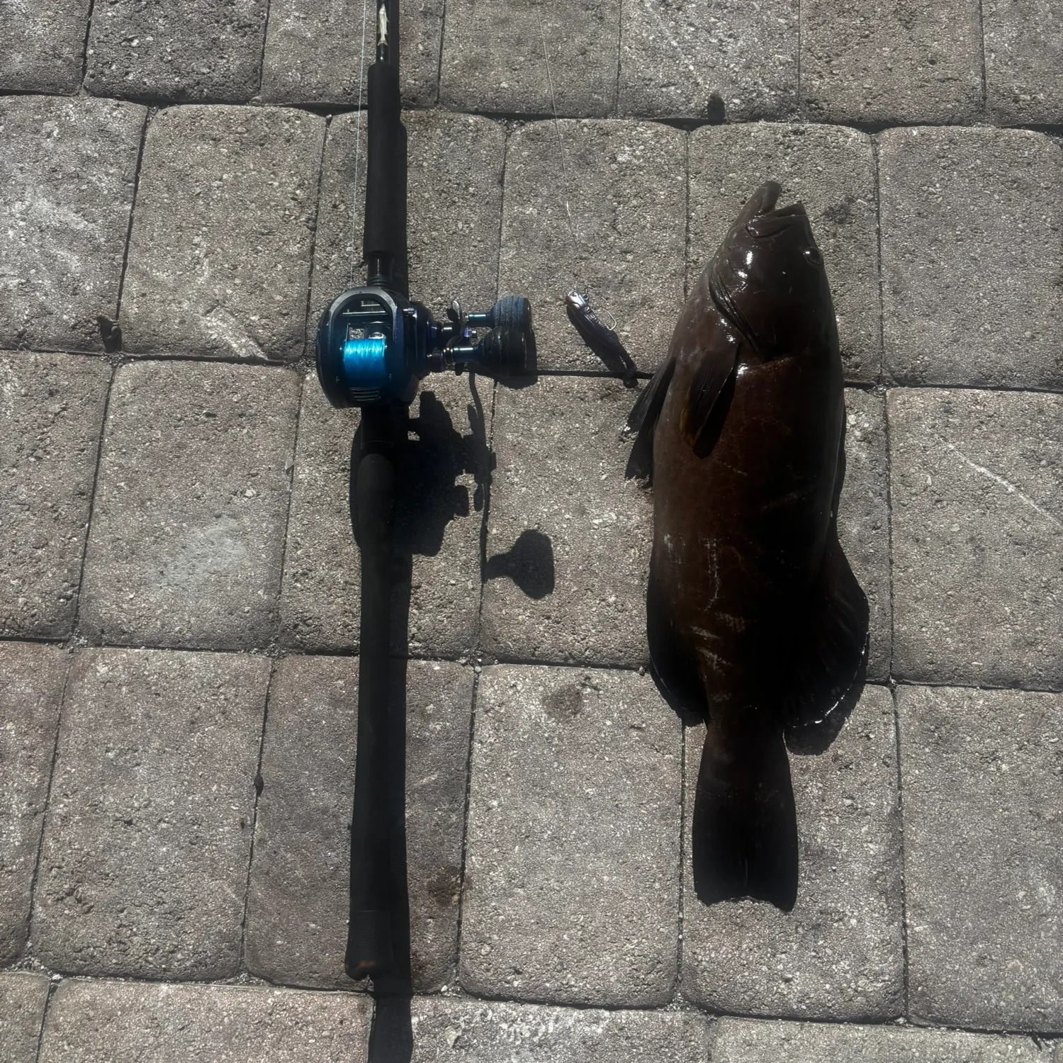 The most recent Black grouper catches on Fishbrain