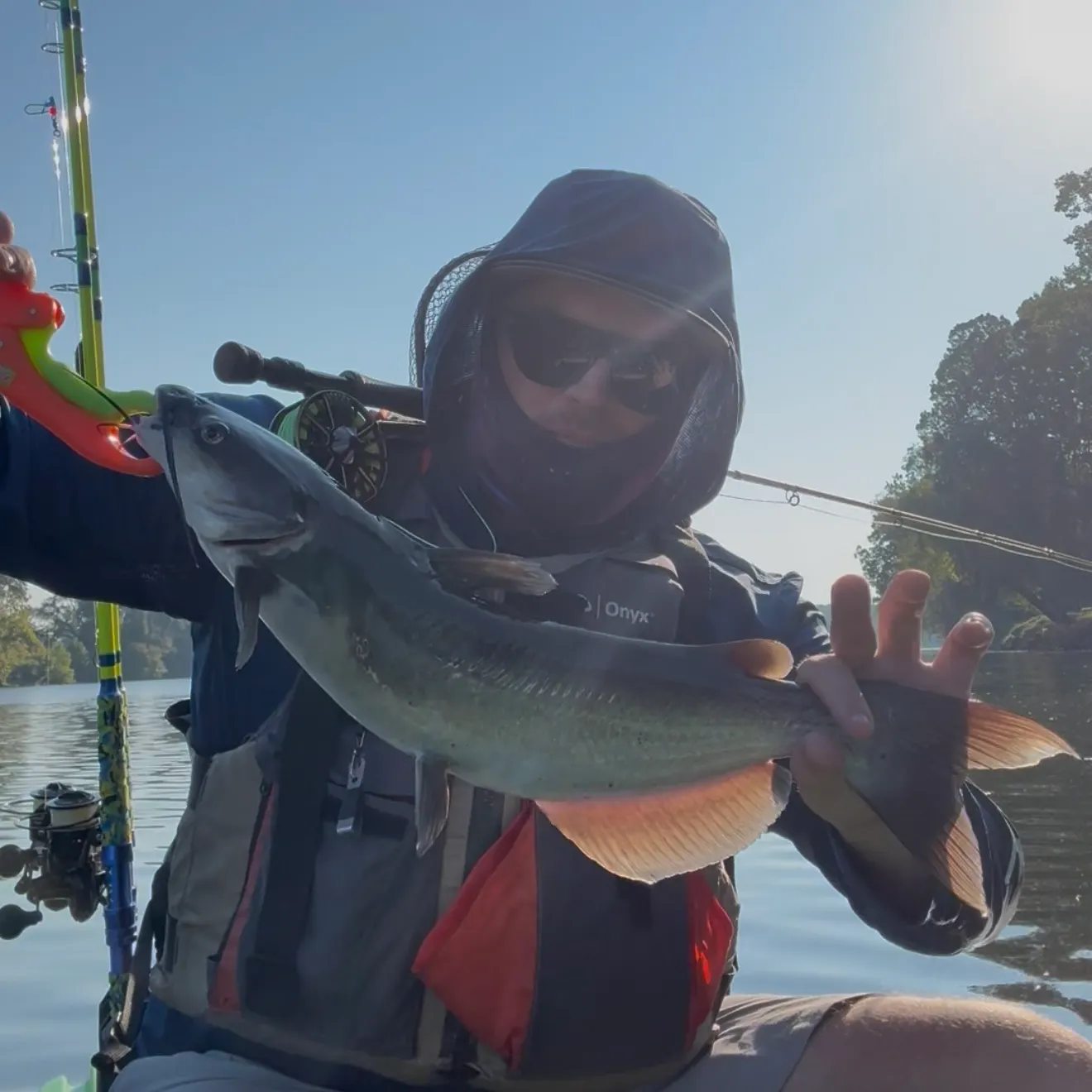 Channel catfish caught on Fishbrain
