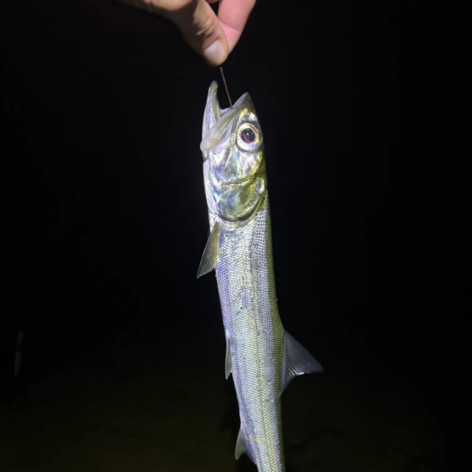 The most recent Ladyfish catches on Fishbrain