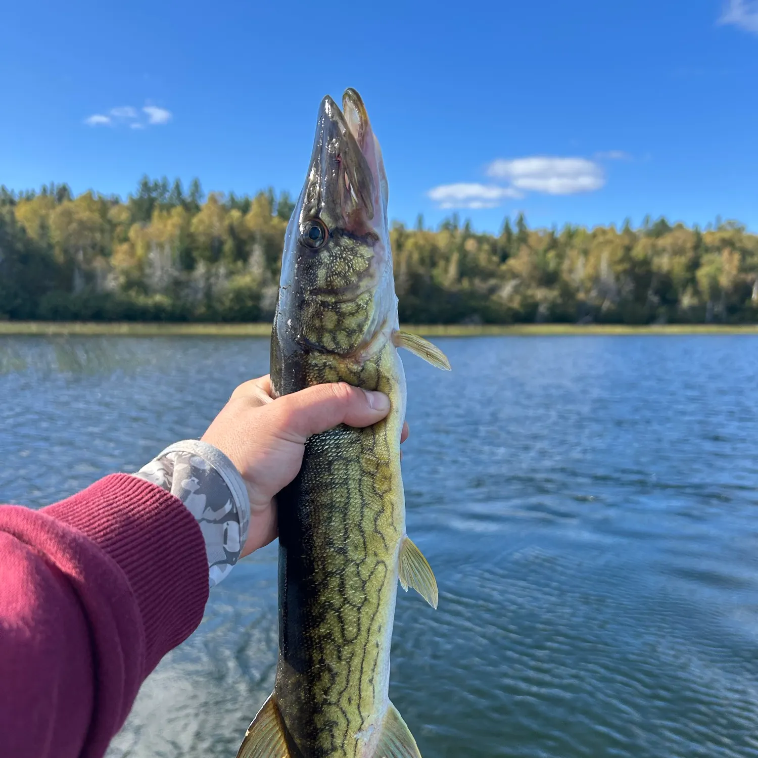 Chain pickerel caught on Fishbrain