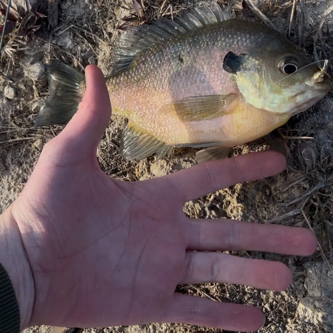 The most recent Bluegill catches on Fishbrain
