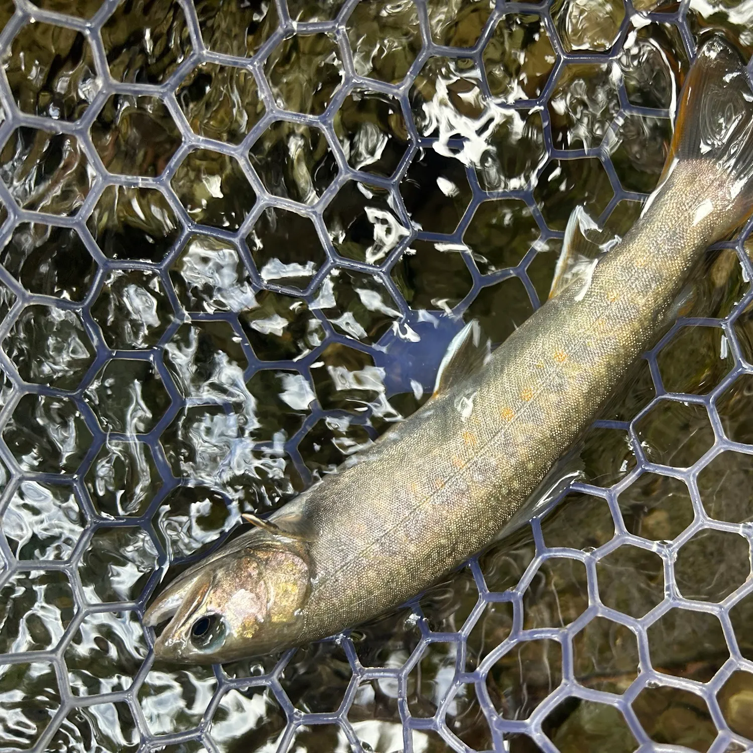 The most recent Japanese pluvius char catches on Fishbrain