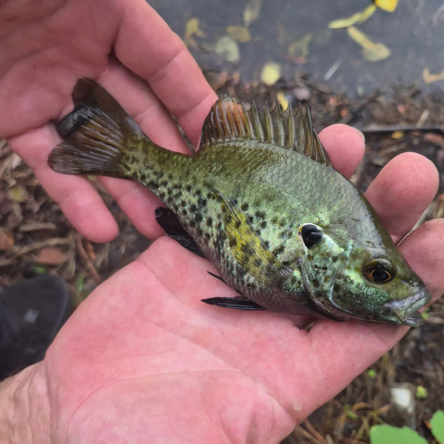 Pumpkingill hybrid caught on Fishbrain
