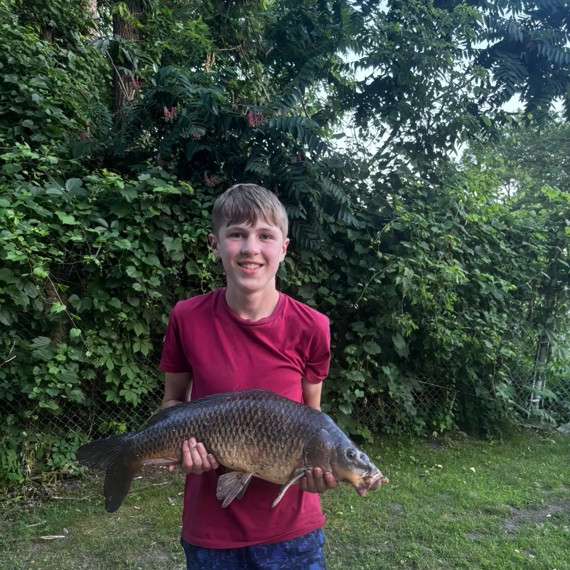 Common carp caught on Fishbrain